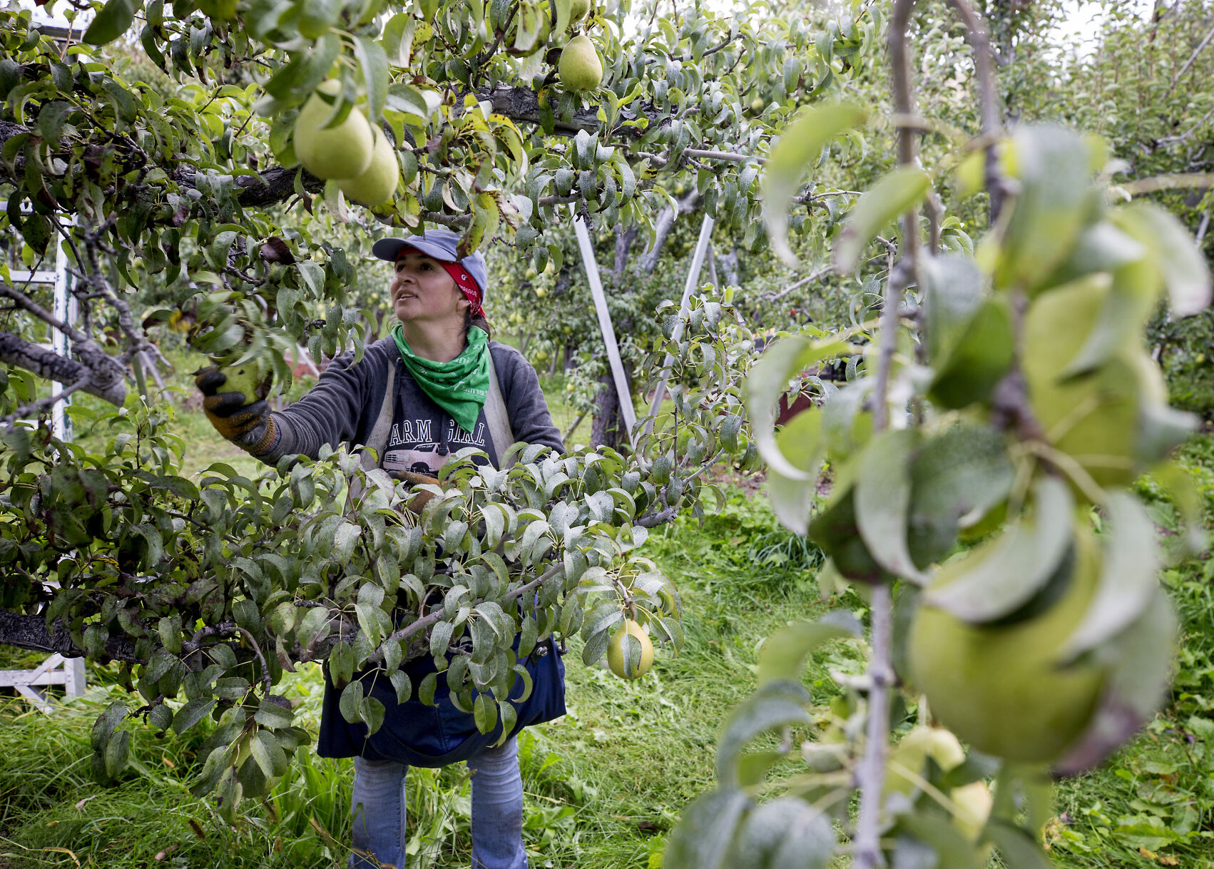 210923-newslocal-pearharvest 03.jpg
